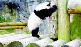 熊猫爬树视频